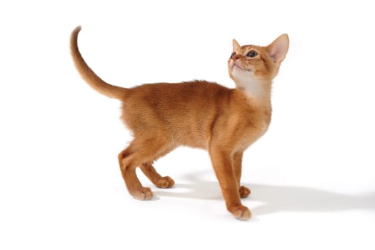 Abyssinian ginger kitten on a white background. High quality photo