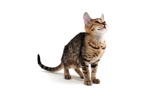 Purebred smooth-haired cat on a white background. High quality photo