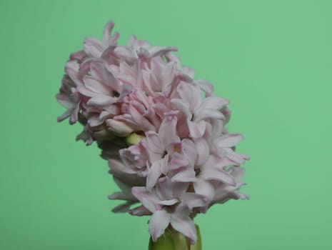 beautiful hyacinth plant bulb pink flowers aromatic colors