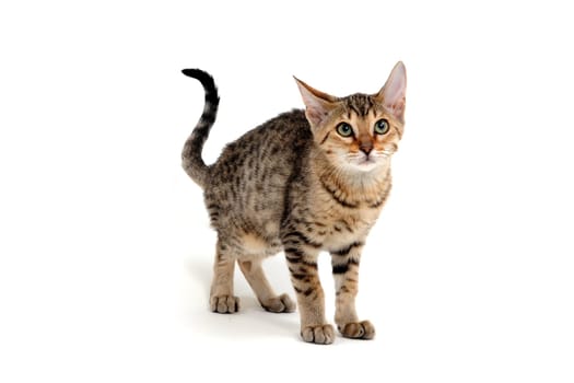 Purebred smooth-haired cat on a white background. High quality photo