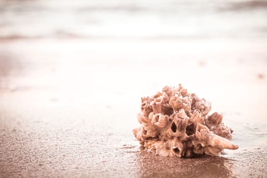 hermit crab Shell On Golden Beach abstract vacation travel adventure time.