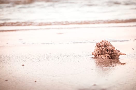 hermit crab Shell On Golden Beach abstract vacation travel adventure time.