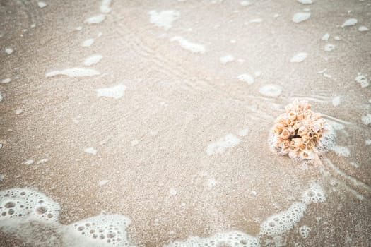 hermit crab Shell On Golden Beach abstract vacation travel adventure time.