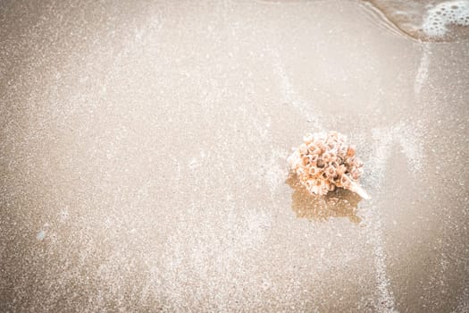 hermit crab Shell On Golden Beach abstract vacation travel adventure time.