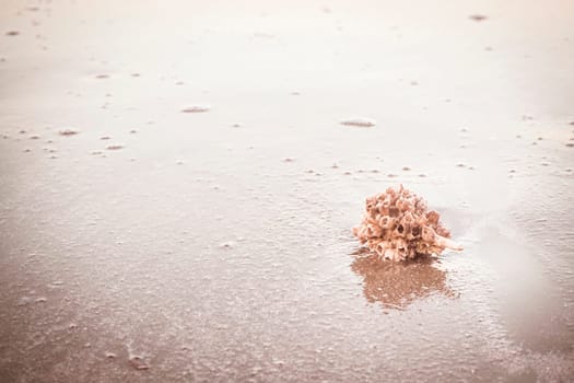 hermit crab Shell On Golden Beach abstract vacation travel adventure time.