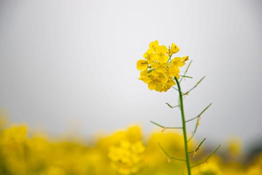 Close-up focus a Yellow Mustard Flower with Blurry Background Natural view