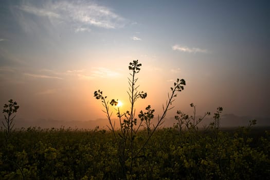 Dewdrops-wet yellow mustard flowers in the field with Winter Morning foggy Golden Sunrise landscape view