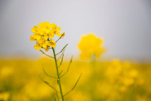 Close-up focus a Yellow Mustard Flower with Blurry Background Natural view