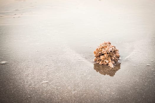 hermit crab Shell On Golden Beach abstract vacation travel adventure time.