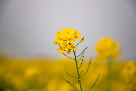 Close-up focus a Yellow Mustard Flower with Blurry Background Natural view