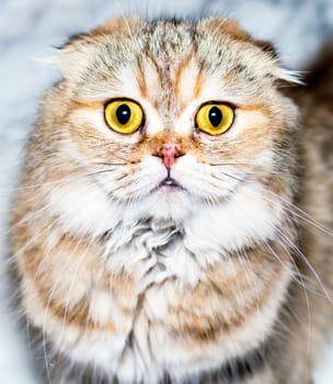 portrait of a golden chinchilla cat, theme cats, kittens and cats in the house, pets their photos and their life