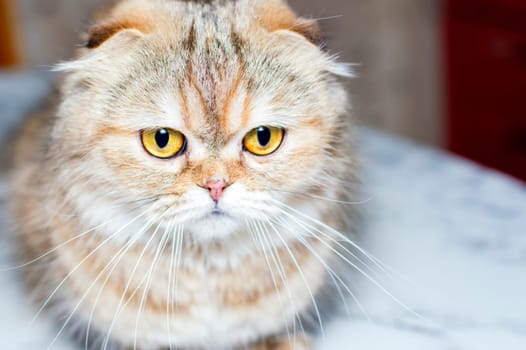 portrait of a close-up face of a golden chinchilla longhair cat, the theme of cats, kittens and cats in the house, pets their photos and their lives