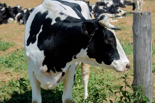 Cow on the background of a herd of cows in a meadow. High quality photo