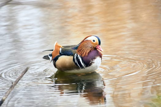 Mandarin duck swimming in a pond. High quality photo