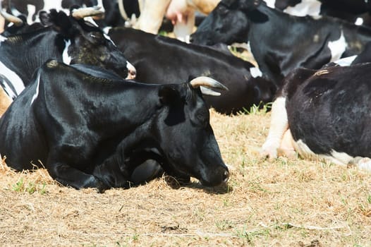 A herd of cows on a farm lies resting. High quality photo