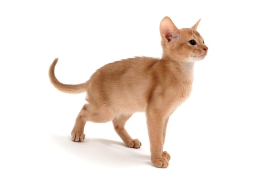 Abyssinian ginger cat on a white background. High quality photo