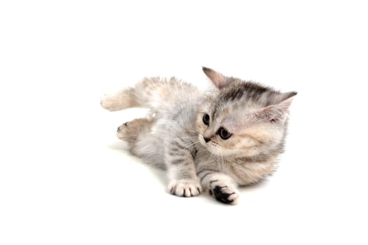Purebred kitten on a white background . High quality photo