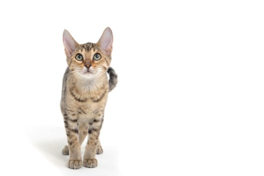 Purebred smooth-haired cat on a white background . High quality photo