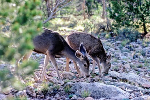 Deer grazing, Arizona