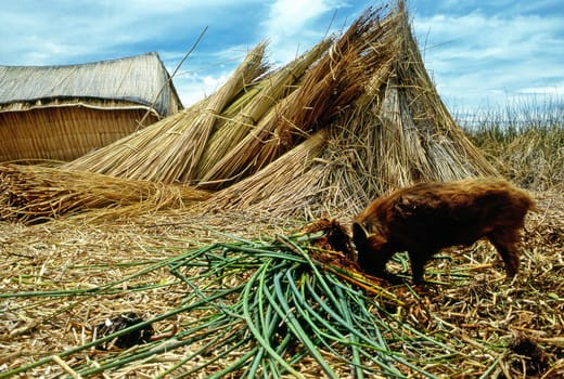 Floating Island on Lake Titicaca with grazing piglet