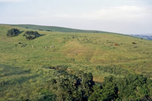Cattle grazing in California