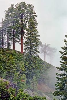 Fog in forest