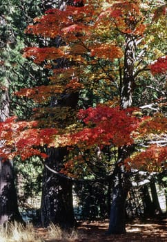 Autumn in Yosemite National Park, California