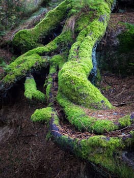Strong, green roots of an old tree in a forest symbolizing strength and resilience