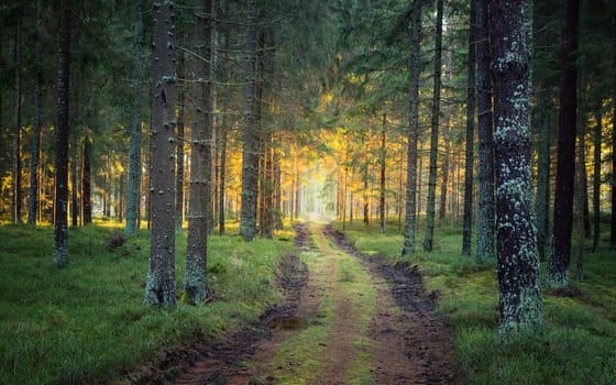 Sunlit path in a park before sunset