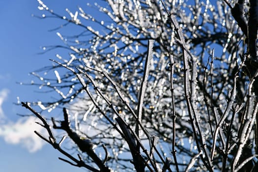 wonderful icy trees in winter