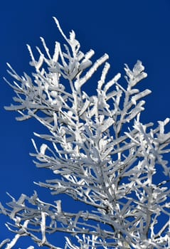 wonderful icy trees in winter