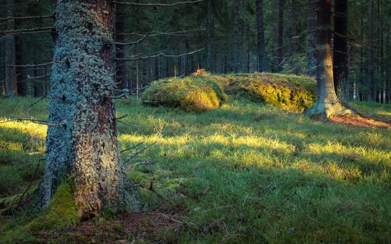 Silent Forest in spring with beautiful bright sun rays