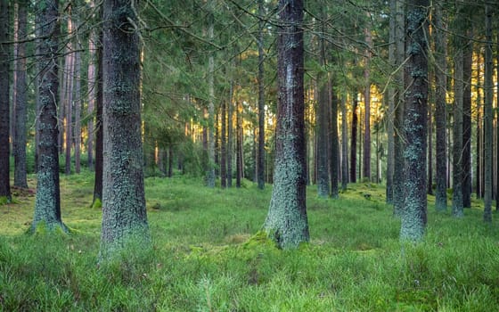 Silent Forest in spring with beautiful bright sun rays