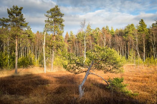 Autumn hiking and discovering the marshland of Heidenreichsteiner Moor Nature Park, Lower Austria, Austria