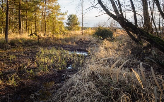 Autumn hiking and discovering the marshland of Heidenreichsteiner Moor Nature Park, Lower Austria, Austria