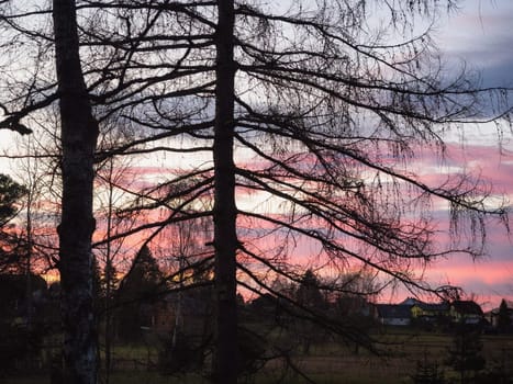 Bare tree, sun and vivid red sky