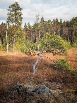 Autumn hiking and discovering the marshland of Heidenreichsteiner Moor Nature Park, Lower Austria, Austria