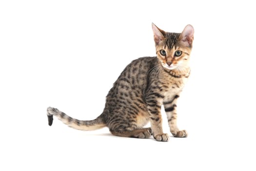 A purebred smooth-haired cat sits on a white background. High quality photo