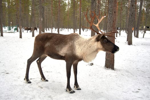The reindeer stands in the forest at the camp in winter. High quality photo