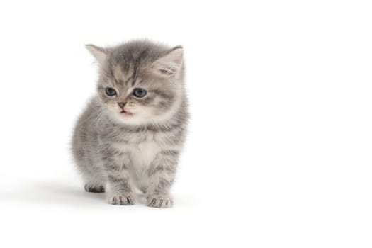 a striped purebred kitten sits on a white background. High quality photo
