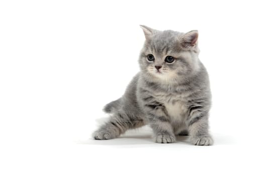 a striped purebred kitten sits on a white background. High quality photo