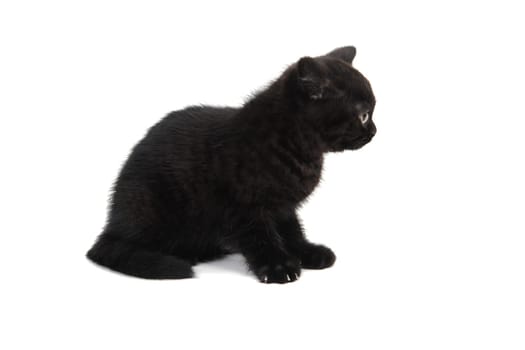Black fluffy little kitten sitting on a white background. High quality photo