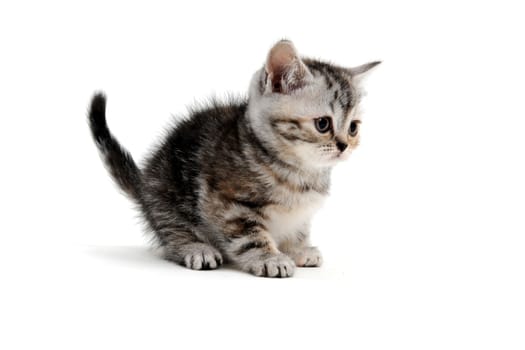 a striped purebred kitten sits on a white background. High quality photo