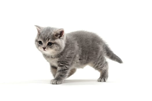 fluffy purebred kitten runs on a white background. High quality photo