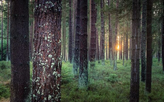 Morning sunlight in the forest