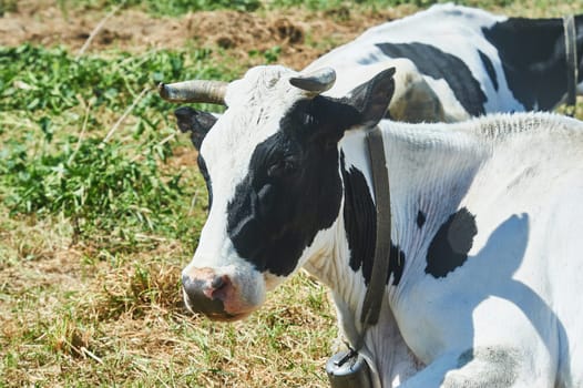 cow face close-up, cow lying in a meadow. High quality photo