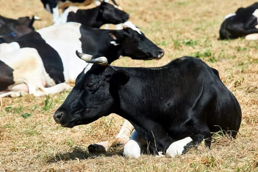 The Kholmogory breed cow resting in a meadow. High quality photo
