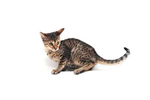 Bengal cat sitting on white background. High quality photo