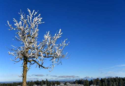 Tree covered with snow in the Rhön