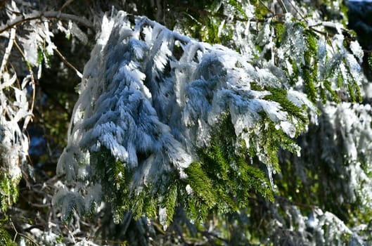 defrosting conifer in the sunlight